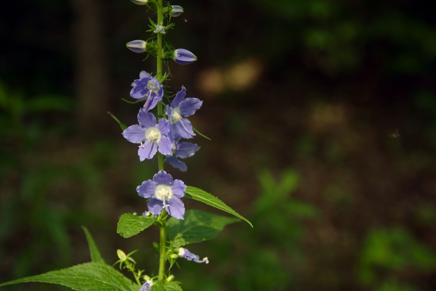 Tall bellflower blooms in the woods